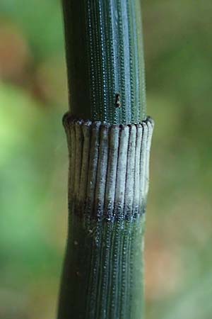 Equisetum hyemale \ Winter-Schachtelhalm / Rough Horsetail, Dutch Rush, A Deutschlandsberger Klause 30.6.2022