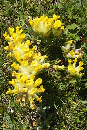 Anthyllis vulneraria subsp. alpestris \ Alpen-Wundklee / Alpine Kidney Vetch, A Trenchtling 3.7.2010