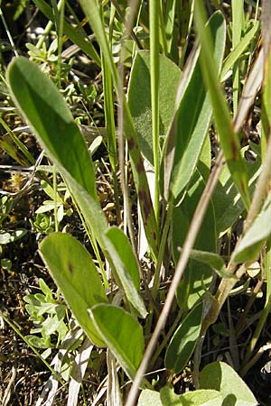 Anthyllis vulneraria subsp. carpatica \ Karpaten-Wundklee, A Trenchtling 3.7.2010