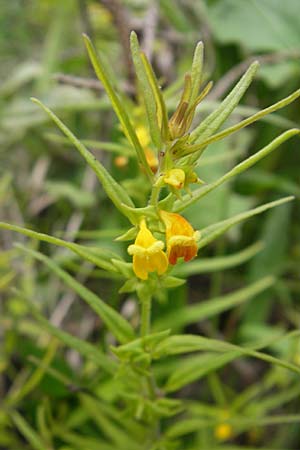 Melampyrum sylvaticum \ Wald-Wachtelweizen, A Hahntennjoch 16.7.2010