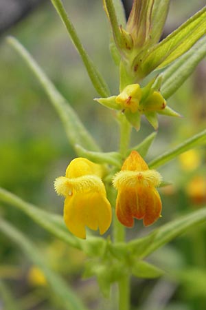 Melampyrum sylvaticum \ Wald-Wachtelweizen, A Hahntennjoch 16.7.2010