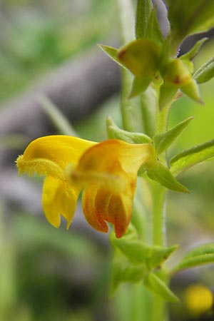 Melampyrum sylvaticum \ Wald-Wachtelweizen, A Hahntennjoch 16.7.2010