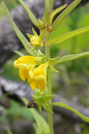 Melampyrum sylvaticum \ Wald-Wachtelweizen, A Hahntennjoch 16.7.2010