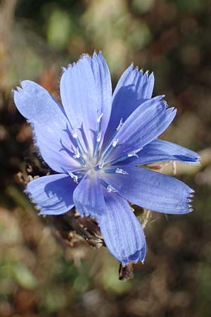 Cichorium intybus \ Gemeine Wegwarte, Zichorie, A Seewinkel, Apetlon 23.9.2022