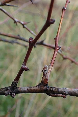 Crataegus monogyna / Hawthorn, A Perchtoldsdorf 22.9.2022