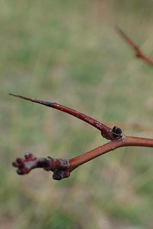 Crataegus monogyna \ Eingriffeliger Weidorn, A Perchtoldsdorf 22.9.2022