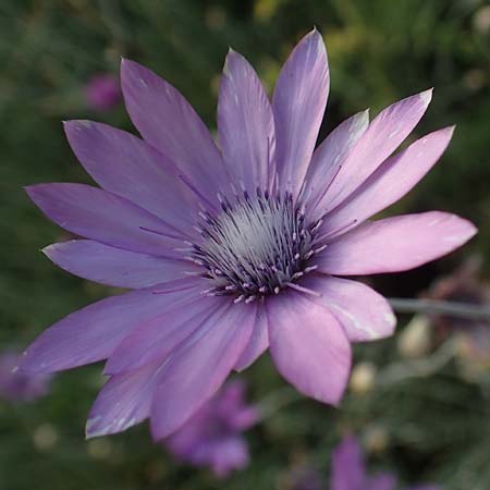 Xeranthemum annuum \ Einjhrige Spreublume, Einjhrige Strohblume / Annual Everlasting, Immortelle, A Enzersdorf an der Fischa 8.7.2023