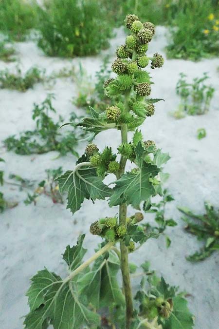 Xanthium strumarium \ Gewhnliche Spitzklette / Rough Cocklebur, Common Cocklebur, A St. Andrä 12.7.2023