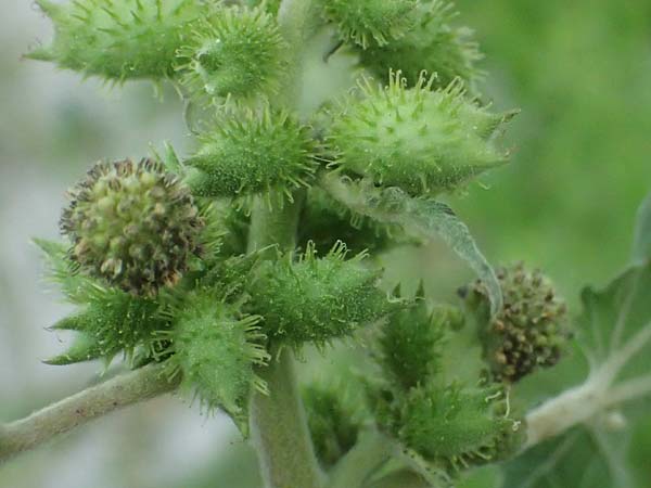 Xanthium strumarium \ Gewhnliche Spitzklette / Rough Cocklebur, Common Cocklebur, A St. Andrä 12.7.2023