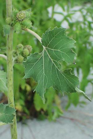 Xanthium strumarium \ Gewhnliche Spitzklette / Rough Cocklebur, Common Cocklebur, A St. Andrä 12.7.2023