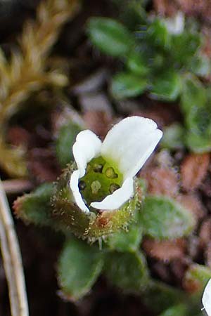 Saxifraga androsacea \ Mannsschild-Steinbrech / Scree Saxifrage, A Wölzer Tauern, Kleiner Zinken 26.6.2021