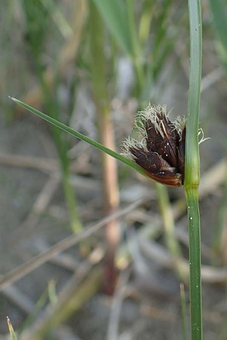 Bolboschoenus maritimus \ Strandsimse / Sea Club-Rush, A Seewinkel, Apetlon 12.5.2022