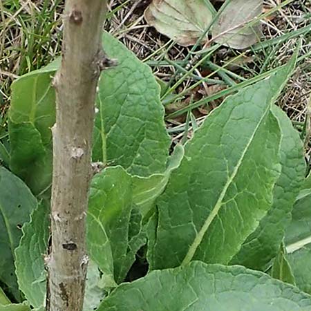 Verbascum lychnitis \ Mehlige Knigskerze / White Mullein, A Hainburg 25.9.2022