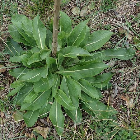 Verbascum lychnitis \ Mehlige Knigskerze / White Mullein, A Hainburg 25.9.2022