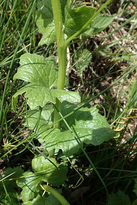 Sicyos angulatus \ Haar-Gurke / Bur Cucumber, A Kärnten/Carinthia, St. Paul im Lavanttal 16.5.2016