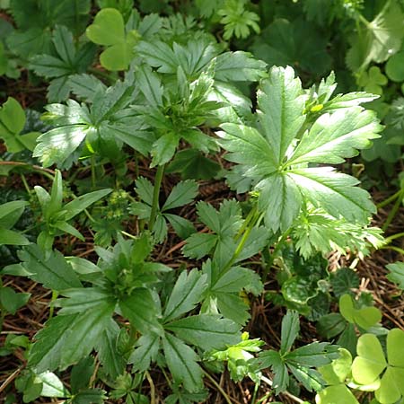 Potentilla erecta \ Blutwurz / Tormentil, A Rax 28.6.2020