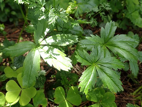 Potentilla erecta \ Blutwurz / Tormentil, A Rax 28.6.2020