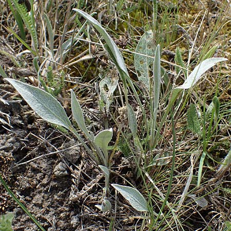 Centaurea triumfettii \ Triumfettis Flockenblume, Filz-Kornblume, A Seewinkel, Apetlon 8.5.2022