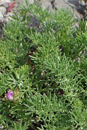 Tripleurospermum perforatum ? \ Geruchlose Kamille / Scentless Mayweed, A Seewinkel, Apetlon 8.5.2022