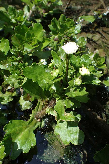 Shinnersia rivularis \ Mexikanisches Eichenblatt / Mexican Oakleaf, Rio Grande Bugheal, A Villach-Warmbad 4.7.2022