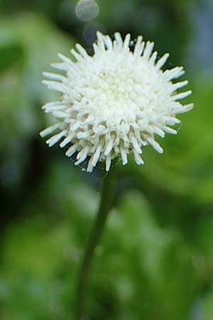 Shinnersia rivularis \ Mexikanisches Eichenblatt, A Villach-Warmbad 4.7.2022