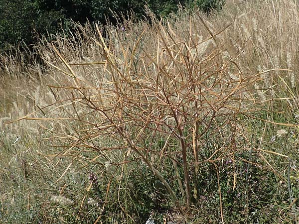 Hesperis tristis \ Trauer-Nachtviole, Trbe Nachtviole / Sad Night Violet, A Hainburg 8.7.2023