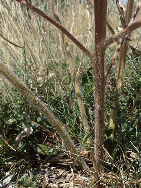 Hesperis tristis \ Trauer-Nachtviole, Trbe Nachtviole / Sad Night Violet, A Hainburg 8.7.2023