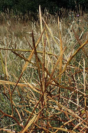 Hesperis tristis \ Trauer-Nachtviole, Trbe Nachtviole / Sad Night Violet, A Hainburg 8.7.2023