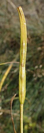 Hesperis tristis \ Trauer-Nachtviole, Trbe Nachtviole / Sad Night Violet, A Hainburg 8.7.2023