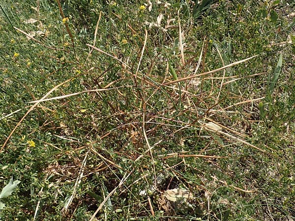 Hesperis tristis \ Trauer-Nachtviole, Trbe Nachtviole / Sad Night Violet, A Gumpoldskirchen 9.7.2023