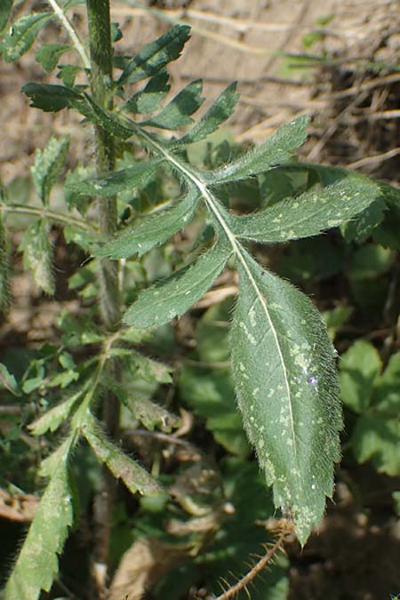 Cephalaria transsylvanica \ Siebenbrger Schuppenkopf / Transsilvanian Scabiosa, A Wien 10.7.2023