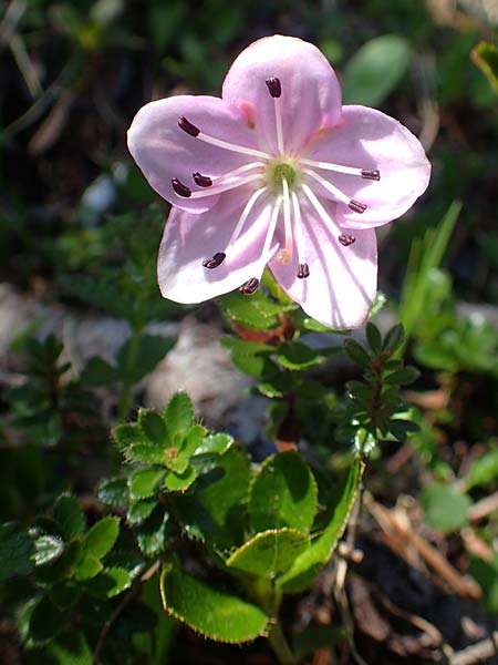 Rhodothamnus chamaecistus / Dwarf Alpenrose, A Lawinenstein 5.7.2020