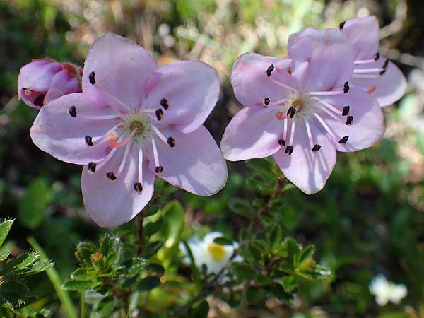 Rhodothamnus chamaecistus \ Zwerg-Alpenrose / Dwarf Alpenrose, A Lawinenstein 5.7.2020