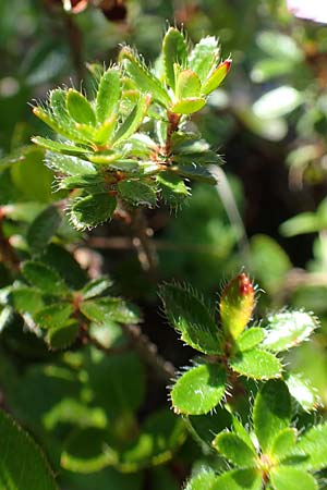 Rhodothamnus chamaecistus / Dwarf Alpenrose, A Lawinenstein 5.7.2020