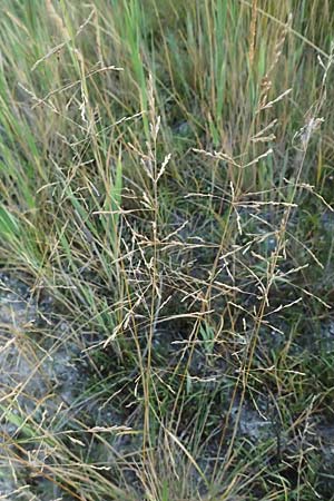 Puccinellia peisonis / Lake Neusiedl Saltmarsh Grass, A Seewinkel, Podersdorf 12.7.2013