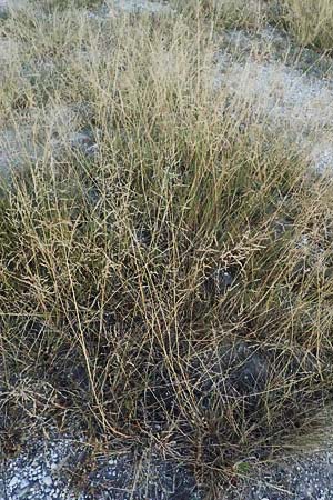 Puccinellia peisonis / Lake Neusiedl Saltmarsh Grass, A Seewinkel, Podersdorf 12.7.2013
