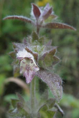 Stachys alpina \ Alpen-Ziest, A Hengstpass 14.7.2007