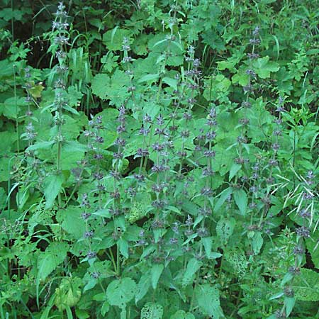 Stachys alpina \ Alpen-Ziest, A Hengstpass 14.7.2007