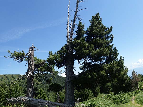 Pinus cembra \ Zirbel-Kiefer, Arve / Arolla Pine, Swiss Stone Pine, A Seetaler Alpen, Zirbitzkogel 28.6.2021