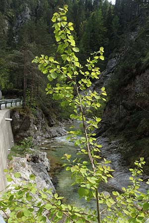 Populus tremula \ Zitter-Pappel, Espe, A Kärnten, Trögerner Klamm 18.5.2016