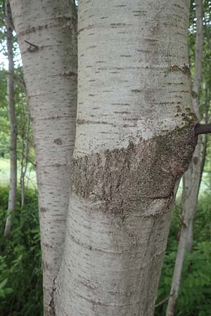 Populus tremula \ Zitter-Pappel, Espe / Aspen, A Wildon 20.5.2016