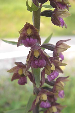 Epipactis atrorubens / Dark-red Helleborine, A  Hahntennjoch 16.7.2010 