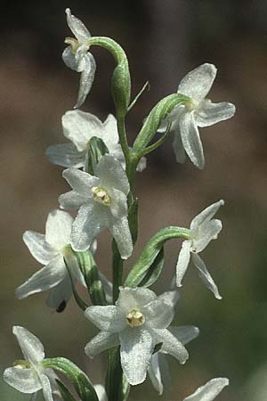 Platanthera bifolia deformation \ Zweiblättrige Waldhyazinthe (Peloria), A  Lechtal, Martinau 15.7.1987 