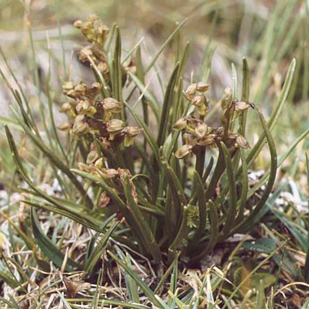 Chamorchis alpina \ Zwergorchis / Alpine Orchid, A  Lechtal, Elbigenalb 16.8.1987 