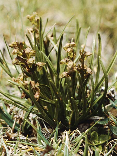 Chamorchis alpina \ Zwergorchis / Alpine Orchid, A  Lechtal, Elbigenalb 16.8.1987 