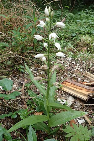 Cephalanthera longifolia \ Schwertblättriges Waldvögelein / Sword-Leaved Helleborine, A  Neuhaus am Zellerrain 2.7.2019 