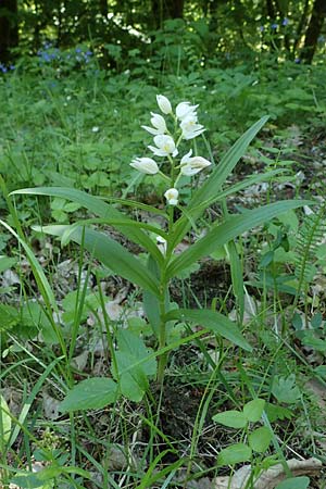 Cephalanthera longifolia \ Schwertblättriges Waldvögelein / Sword-Leaved Helleborine, A  Leitha - Gebirge/Mountains 15.5.2022 