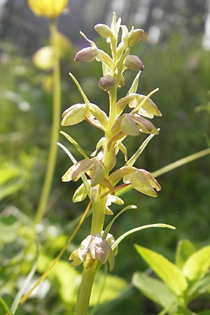 Coeloglossum viride / Frog Orchid, A  Carinthia, Petzen 2.7.2010 