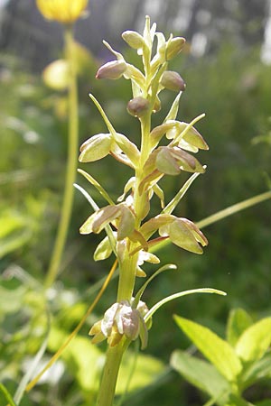 Coeloglossum viride \ Grüne Hohlzunge / Frog Orchid, A  Kärnten/Carinthia, Petzen 2.7.2010 