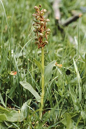 Coeloglossum viride / Frog Orchid, A  Hahntennjoch 15.7.1987 